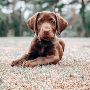 Meet your Posher, Benjamin